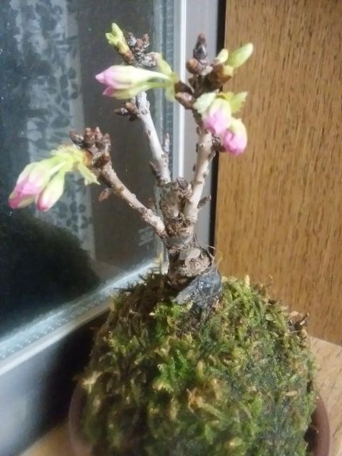 タイトル